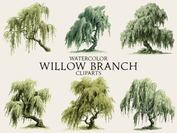 Download Watercolor Willow Branch Clipart - Branch Collection